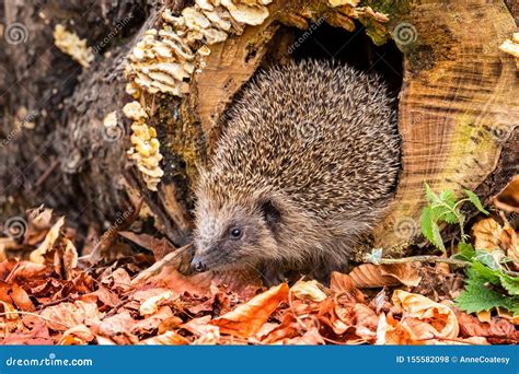 Hedgehog, Wild, Native, European Hedgehog in Natural Woodland Habitat with Autumn Leaves and ...