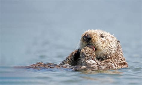 Sea Otter | Defenders of Wildlife