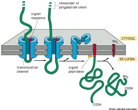 A Polypeptide Is A Sequence Of - Brain Mind Article