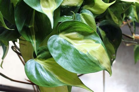 Philodendron Variegated Heartleaf