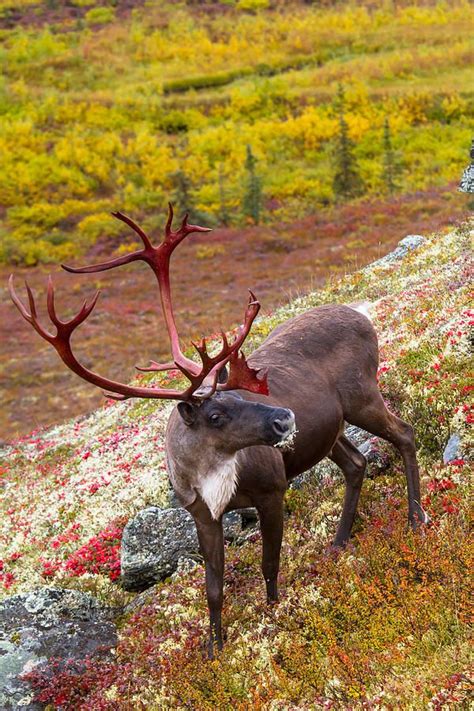 Denali Caribou Herd Photograph by Scott Slone // GET 15% OFF by using ...