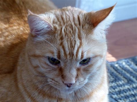 Orange Tabby Cat Face Free Stock Photo - Public Domain Pictures