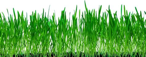 10 Lbs No-Till Winter Rye Cover Crop Seeds - Non-GMO Rye - Deer ...