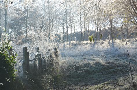 Free Images : tree, forest, wilderness, snow, winter, trail, frost ...