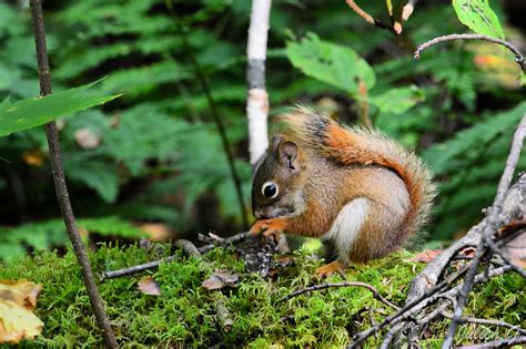 Coins du Monde: CANADA - Québec - Le parc national de la Jacques-Cartier - Sentier L'Aperçu