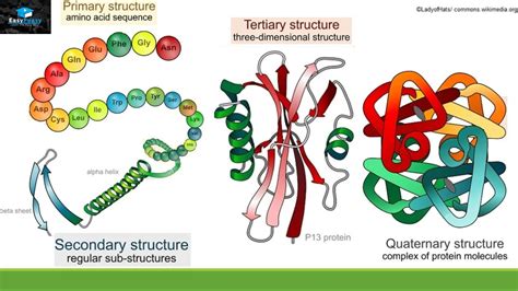 Protein Structure And Function