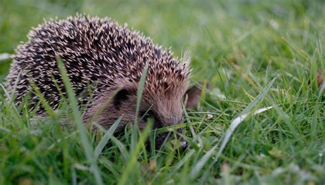Talk: Our Hedgehog Habitats