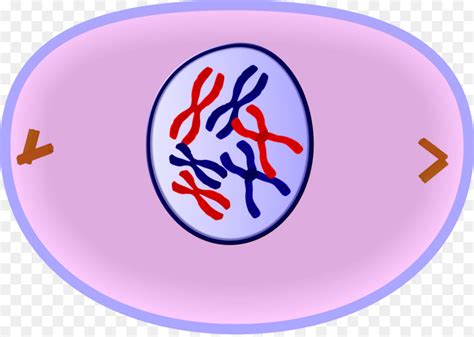 Profase La Mitosis Metafase Imagen Png Imagen Transparente Descarga | The Best Porn Website