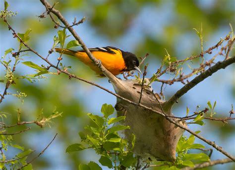 Native Animal Profile: Baltimore Oriole