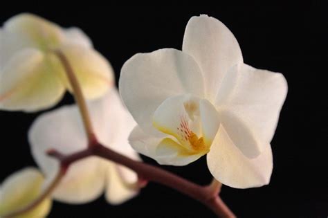 Free Stock Photo of White Orchid Single Flower Closeup | Download Free ...