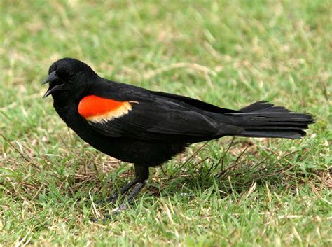 The Red Winged Blackbird - PawsPartners - An Alliance for the Animals