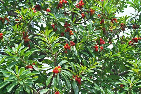 Fruit Of The Myrica Rubra Stock Photo - Download Image Now - Fruit ...