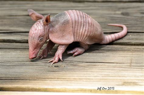 Baby Armadillo (Dasypus novemcinctus) | Baby Armadillo at Sa… | Flickr