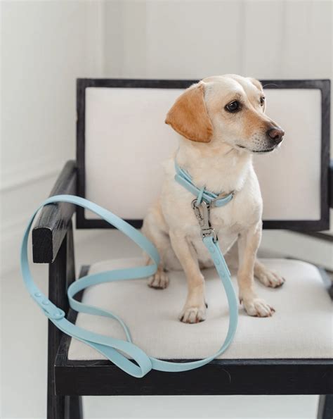 Waterproof Leashes: Stay Dry, Stay Happy! | Dexypaws – dexypaws