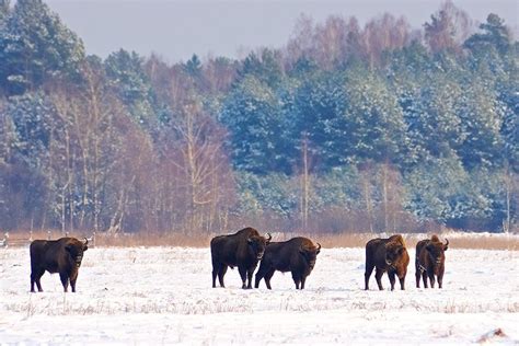 Bison Safari in the Białowieża Forest | Wild Poland