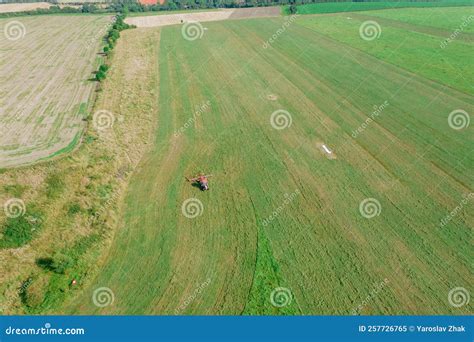 A Red Tractor Rakes the Mown Grass in the Drying Field. Top View of ...