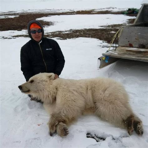 A grizzly-polar bear hybrid might be on the rise in Canada - Business ...