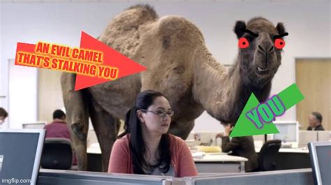 Maybe this is why people hate camels? - Imgflip