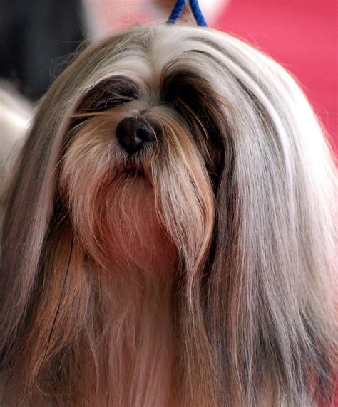 Lhasa Apso Dog Breed » Information, Pictures, & More