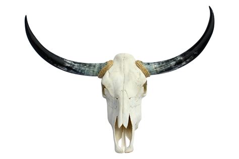 Texas Longhorn Skull | Longhorn skull, Longhorn, Decorative objects