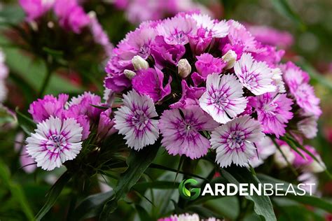 Complete Guide to Dianthus: How to Grow & Care For Dianthus Flowers ...