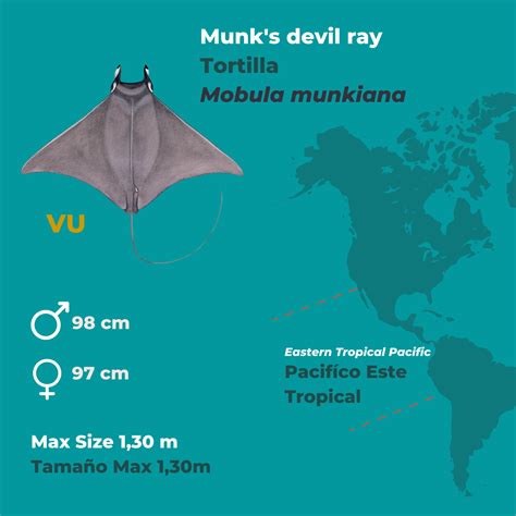 Pygmy devil ray - Mobula munkiana - Mobula Conservation