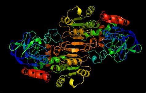 Beautiful Proteins: Human liver alcohol dehydrogenase.