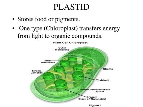 PPT - ALL LIVING ORGANISMS ARE MADE UP OF CELLS PowerPoint Presentation - ID:483404