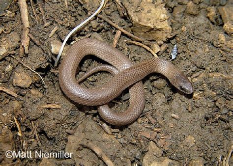 Smooth Earthsnake | State of Tennessee, Wildlife Resources Agency