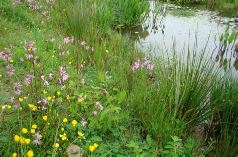 planting for river banks - Google Search | Plants, Riverside garden, Wetland