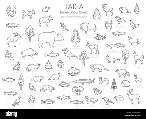 Taiga biome, boreal snow forest thin simple line design. Terrestrial ecosystem world map ...