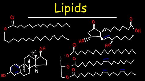 Lipids - Fatty Acids, Triglycerides, Phospholipids, Terpenes, Waxes, Eicosanoids - YouTube