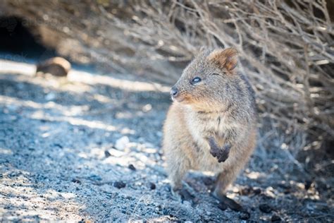 Image of Quokka in it's natural habitat looking out to the side ...