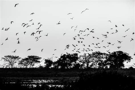 Candaba Bird Sanctuary Photograph by Arj Munoz | Fine Art America