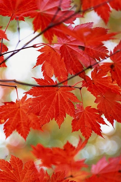 🔥 [70+] Autumn Phone Wallpapers | WallpaperSafari