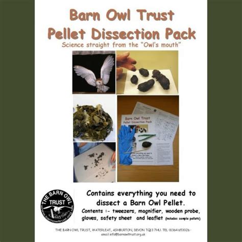 Barn Owl Pellet Analysis and Dissection - The Barn Owl Trust