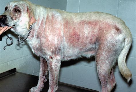 Scabies On Dogs Treatment