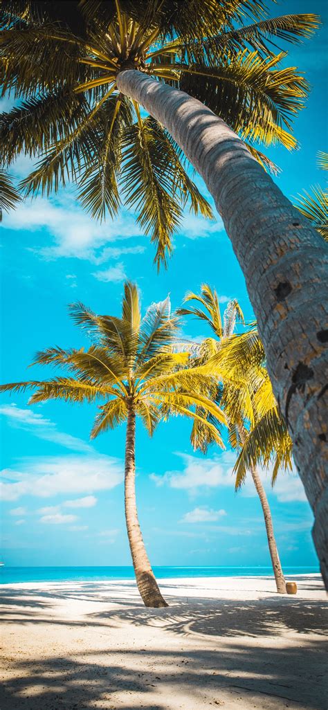 palm trees at the shore near boat during day iPhone X Wallpapers Free ...