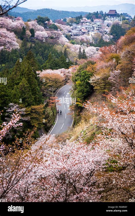 Sakura and Road in Autumn at Yoshino Mountain - Nara, Japan Stock Photo ...