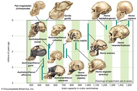 HUMAN EVOLUTION EVIDENCE CONSISTS OF APE, HUMAN, AND A MIX OF THE TWO – Evolution is a Myth