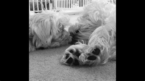 WESTIE & HAVANESE PUPPY 'LOVE' - YouTube