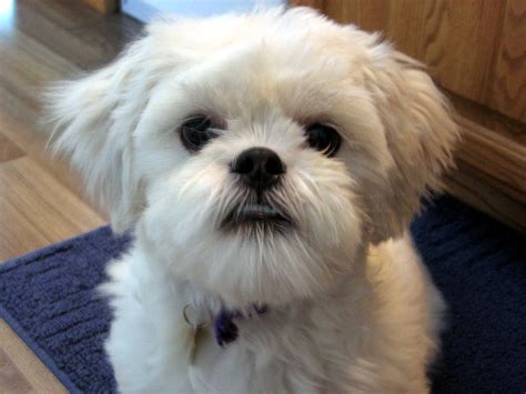 Lhasa Apso small dog breed | Breeds of small dogs : best small dog breeds