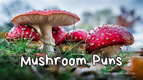 80 Funny Mushroom Puns - Jokes Garage