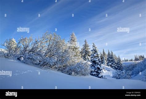 Snowy winter landscape in Alaska with hills, bushes and spruce trees ...