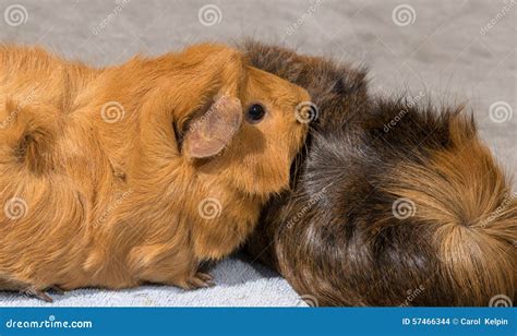 Guinea pigs snuggling stock photo. Image of small, pets - 57466344