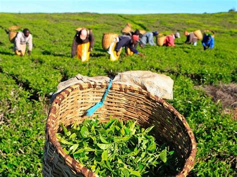 Kenyan tea earnings hit approximately US $850m - Farmers Review Africa