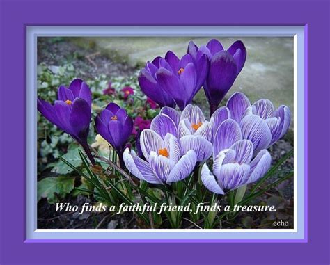 Flower Quotes About Friendship. QuotesGram