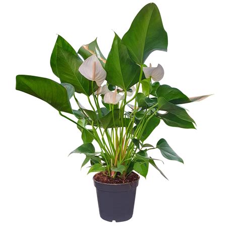 White Anthurium | Plant Boutique