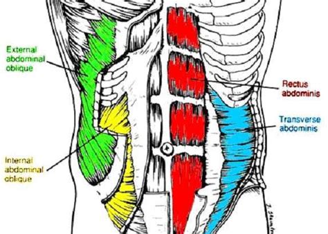 Going for the goal: Super Skinny (More on Abdominal Muscles: 1) Rectus...)