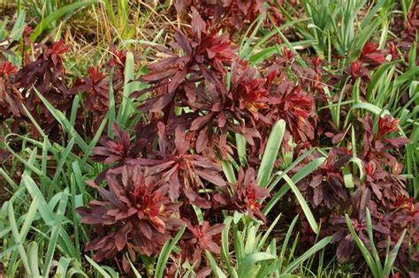 Euphorbia amygdaloides 'Purpurea' Seed